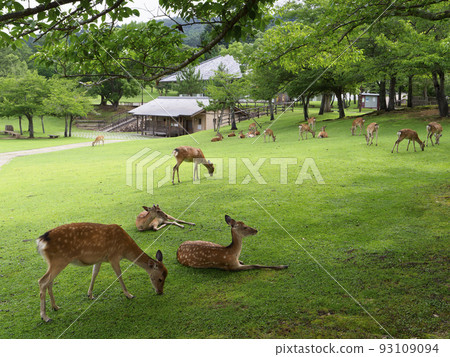 奈良公園春日之園地的鹿群 93109094