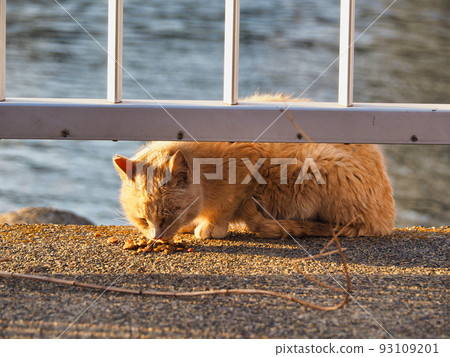 虎斑貓吃脆 93109201