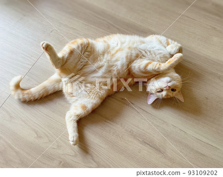 一隻貓躺在地板上被寵壞了 93109202