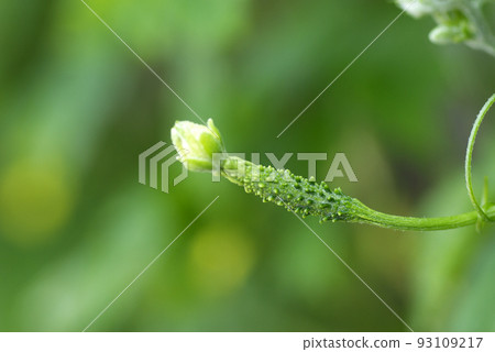 The appearance of flowers and vines of bitter gourd (bitter melon, bitter melon) is interesting 93109217
