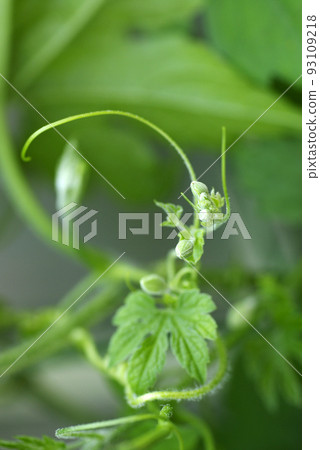 苦瓜（苦瓜、苦瓜）的花藤外觀很有趣 93109218