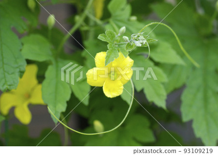 The appearance of flowers and vines of bitter gourd (bitter melon, bitter melon) is interesting 93109219