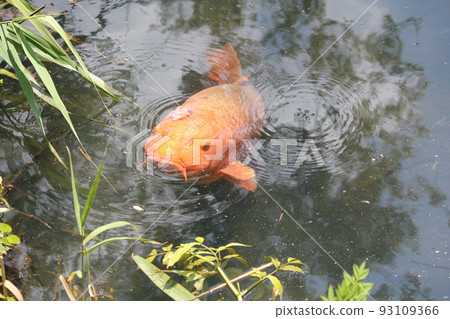 Bishamon-numa鯉魚 Bishamon-numa鯉魚 93109366