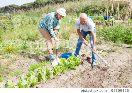 Elderly couple working in the garden at the farm Elderly couple working in the garden at the farm 93109526