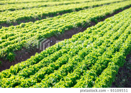 Farm field with rows of growing green lettuce on sunny day 93109551