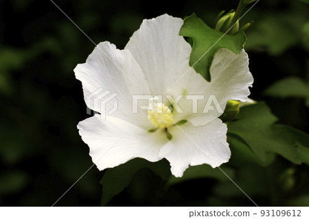 The pure white flowers of Mugunghwa endure the summer heat and are refreshing. The pure white flowers of Mugunghwa endure the summer heat and are refreshing. 93109612