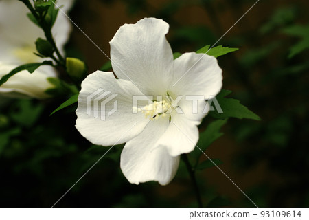 木槿花的純白花朵，耐夏，令人心曠神怡。 93109614
