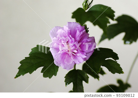 芙蓉的粉紅色花朵承載著夏日炎熱的清新。 93109812