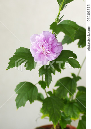 The pink flowers of Hibiscus bear the freshness of the summer heat. 93109813