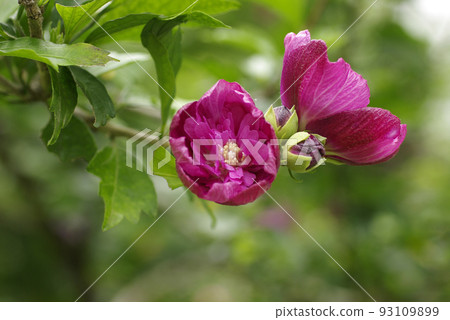 The reddish-brown flowers of Hibiscus bear the freshness of the summer heat. 93109899