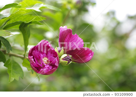 The reddish-brown flowers of Hibiscus bear the freshness of the summer heat. The reddish-brown flowers of Hibiscus bear the freshness of the summer heat. 93109900