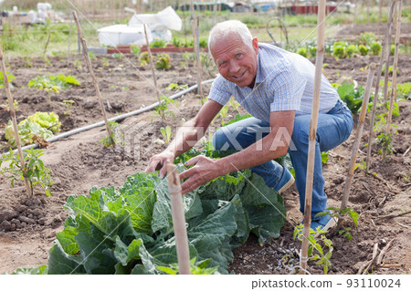 Senior man growing cabbage at farm 93110024