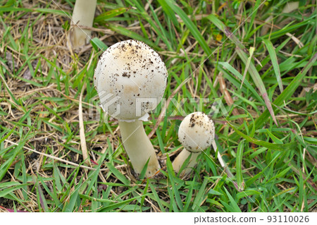 [poisonous mushroom] 93110026