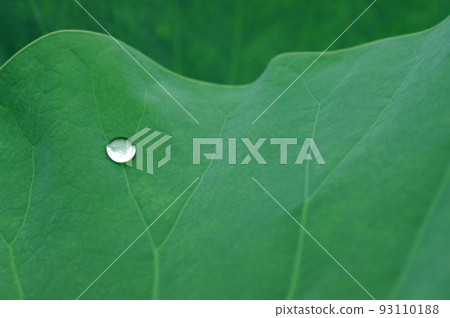 古荷葉上的一滴水 93110188