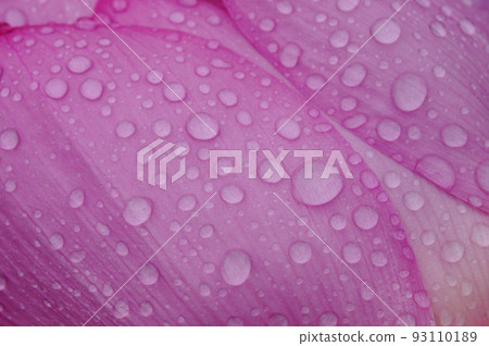 古蓮花瓣上的水滴 93110189