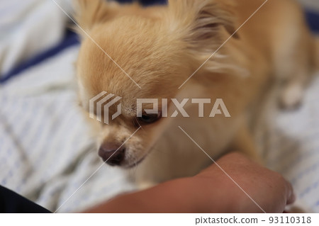 Long coat chihuahua Long coat chihuahua 93110318