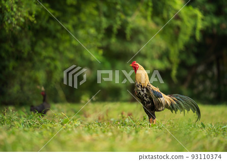 rooster cock in grass field rooster cock in grass field 93110374