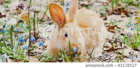 A small fluffy red rabbit on a spring blooming forest fire close-up, a concept for the spring holidays of Easter. Easter Bunny, Photo banner 93110527
