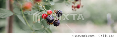 Blackberry on a green branch. Ripe blackberries. Delicious black berry grows on bushes. Berry juice. Juicy berry on a branch. Banner photo Blackberry on a green branch. Ripe blackberries. Delicious black berry grows on bushes. Berry juice. Juicy berry on a branch. Banner photo 93110538
