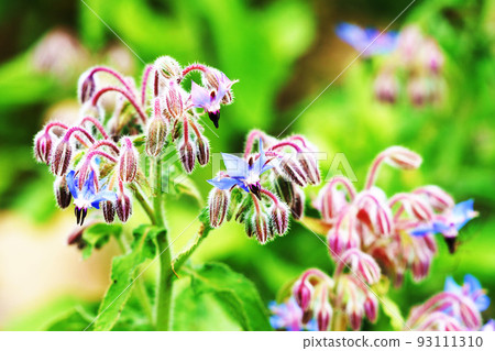 Poligi flowers with many buds Poligi flowers with many buds 93111310