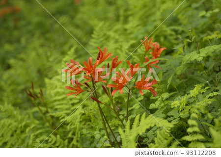 狐狸剃須刀(狐狸剃須刀)的橙花清爽 狐狸剃須刀(狐狸剃須刀)的橙花清爽 93112208