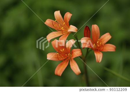 狐狸剃須刀(狐狸剃須刀)的橙花清爽 狐狸剃須刀(狐狸剃須刀)的橙花清爽 93112209