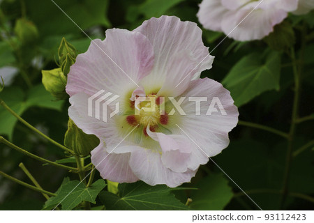 It is interesting to see how the flower color of Suifyou changes. 93112423