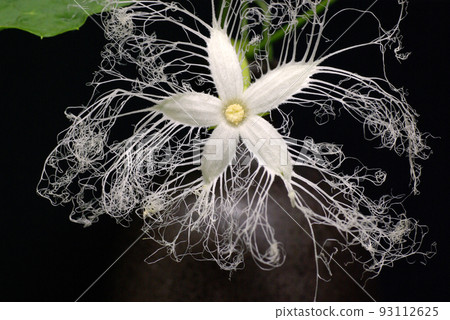 Delicate and mysterious flower of the Ichiya flower 93112625