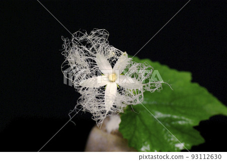 Delicate and mysterious flower of the Ichiya flower 93112630