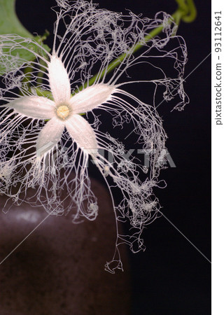 Delicate and mysterious flower of the Ichiya flower Delicate and mysterious flower of the Ichiya flower 93112641