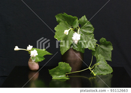 Delicate and mysterious flower of the Ichiya flower 93112663