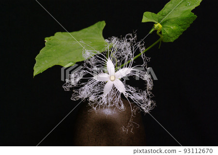 Delicate and mysterious flower of the Ichiya flower Delicate and mysterious flower of the Ichiya flower 93112670