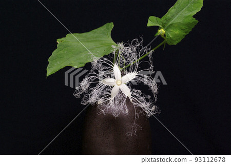 Delicate and mysterious flower of the Ichiya flower 93112678