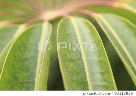 a close up of he Schefflera umbrella tree at nature 93112959