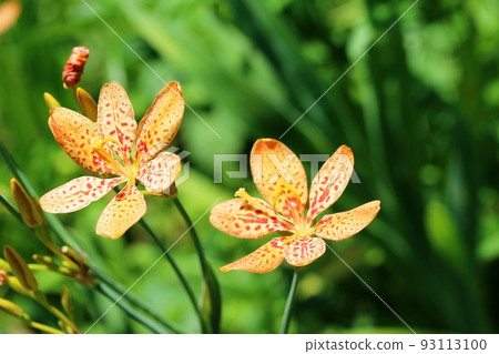 今年又開始開花的黑莓（檜木） 93113100