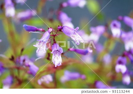 Colors of early summer Penstemon Smalley 93113244