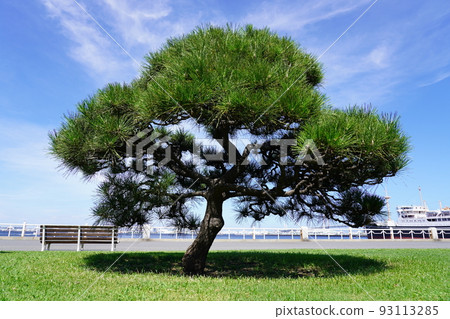 Yamashita Park Black Pine 93113285