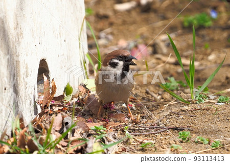 A sparrow with food on the ground A sparrow with food on the ground 93113413