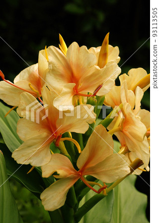 Salmon-colored flowers of ginger lily (hedychium) are refreshing and beautiful 93113505