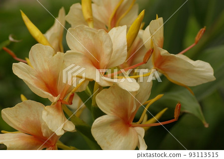 姜百合(hedychium)的三文魚色花朵清爽美麗 姜百合(hedychium)的三文魚色花朵清爽美麗 93113515