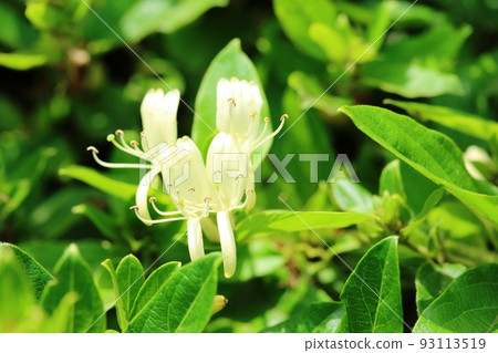 Lively blooming honeysuckle flowers Lively blooming honeysuckle flowers 93113519