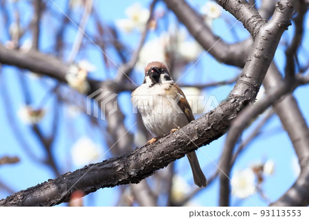A sparrow holding food in its mouth with a plum branch 93113553