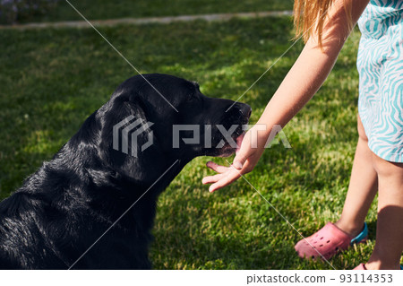 Young beautiful labrador retriever on the countryside licking ice cream off her hand. Front view. 93114353