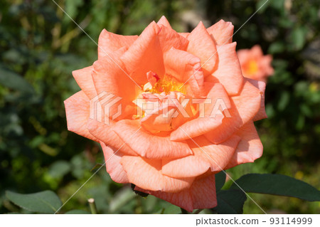 橙玫瑰花 橙玫瑰花 93114999