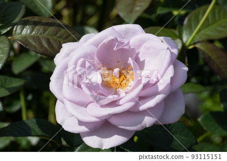 Purple rose flower Purple rose flower 93115151