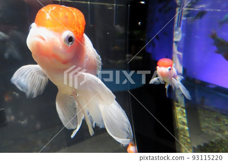 [Hiroshima] Miyajima Aquarium Hatsukoi-an 93115220