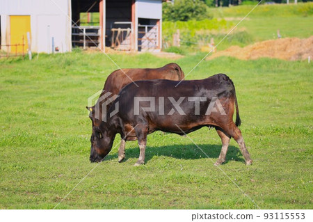 Ranch scenery, Japanese beef Ranch scenery, Japanese beef 93115553