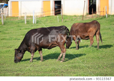 牧場風光,日本牛肉 牧場風光,日本牛肉 93115567