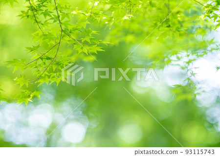 藍楓與美麗的新鮮綠色 藍楓與美麗的新鮮綠色 93115743