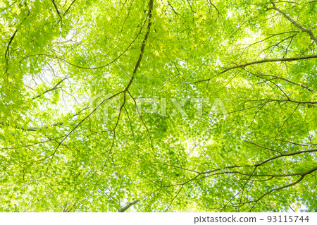 藍楓與美麗的新鮮綠色 93115744